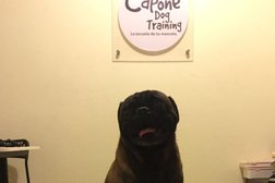 Capone Dog Training